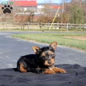 Ivan, Yorkie Puppy